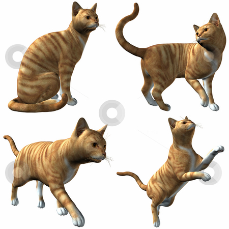 To use this stock image in your creative project, please select the size you need over to the right and click the "Add to Cart" button.
Your downloaded image will come with the Cutcaster watermark removed so don’t worry about the watermark you see on this page. Cat stock photo, 3D Render of an Cat by Andreas Meyer
