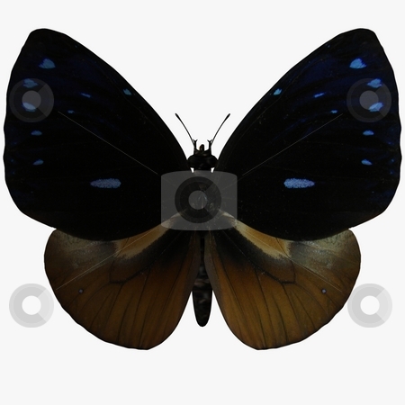 To use this stock image in your creative project, please select the size you need over to the right and click the "Add to Cart" button.
Your downloaded image will come with the Cutcaster watermark removed so don’t worry about the watermark you see on this page. Butterfly stock photo, 3D Render of an Butterfly by Andreas Meyer