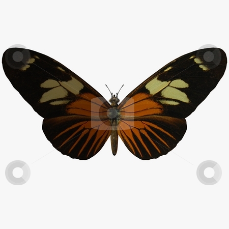 To use this stock image in your creative project, please select the size you need over to the right and click the "Add to Cart" button.
Your downloaded image will come with the Cutcaster watermark removed so don’t worry about the watermark you see on this page. Butterfly stock photo, 3D Render of an Butterfly by Andreas Meyer