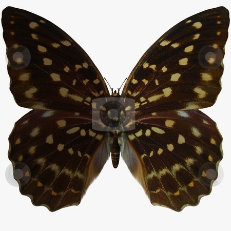 To use this stock image in your creative project, please select the size you need over to the right and click the "Add to Cart" button.
Your downloaded image will come with the Cutcaster watermark removed so don’t worry about the watermark you see on this page. Butterfly stock photo, 3D Render of an Butterfly by Andreas Meyer