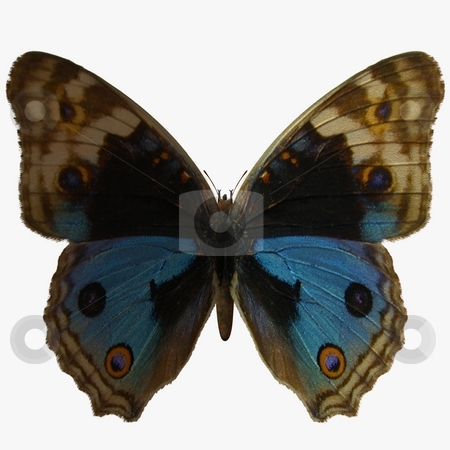 To use this stock image in your creative project, please select the size you need over to the right and click the "Add to Cart" button.
Your downloaded image will come with the Cutcaster watermark removed so don’t worry about the watermark you see on this page. Butterfly stock photo, 3D Render of an Butterfly by Andreas Meyer