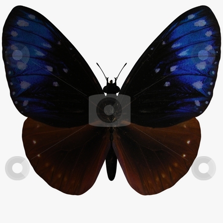 To use this stock image in your creative project, please select the size you need over to the right and click the "Add to Cart" button.
Your downloaded image will come with the Cutcaster watermark removed so don’t worry about the watermark you see on this page. Butterfly stock photo, 3D Render of an Butterfly by Andreas Meyer
