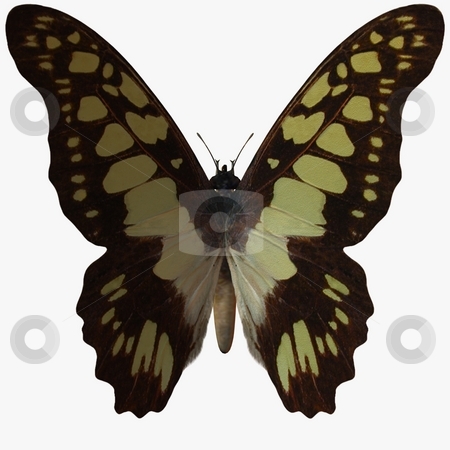 To use this stock image in your creative project, please select the size you need over to the right and click the "Add to Cart" button.
Your downloaded image will come with the Cutcaster watermark removed so don’t worry about the watermark you see on this page. Butterfly stock photo, 3D Render of an Butterfly by Andreas Meyer