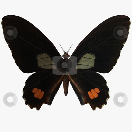To use this stock image in your creative project, please select the size you need over to the right and click the "Add to Cart" button.
Your downloaded image will come with the Cutcaster watermark removed so don’t worry about the watermark you see on this page. Butterfly stock photo, 3D Render of an Butterfly by Andreas Meyer