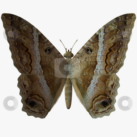 To use this stock image in your creative project, please select the size you need over to the right and click the "Add to Cart" button.
Your downloaded image will come with the Cutcaster watermark removed so don’t worry about the watermark you see on this page. Butterfly stock photo, 3D Render of an Butterfly by Andreas Meyer