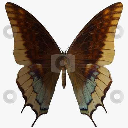 To use this stock image in your creative project, please select the size you need over to the right and click the "Add to Cart" button.
Your downloaded image will come with the Cutcaster watermark removed so don’t worry about the watermark you see on this page. Butterfly stock photo, 3D Render of an Butterfly by Andreas Meyer