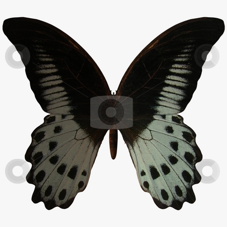 To use this stock image in your creative project, please select the size you need over to the right and click the "Add to Cart" button.
Your downloaded image will come with the Cutcaster watermark removed so don’t worry about the watermark you see on this page. Butterfly stock photo, 3D Render of an Butterfly by Andreas Meyer