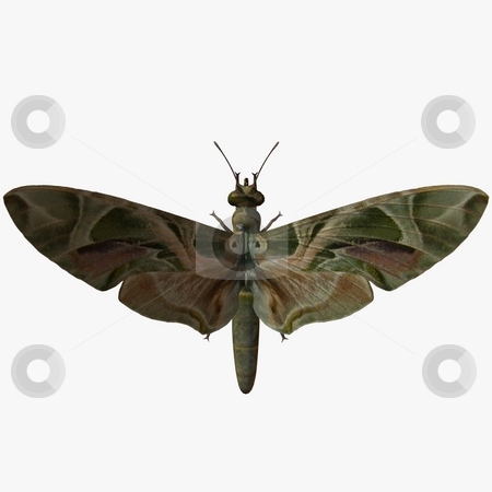 To use this stock image in your creative project, please select the size you need over to the right and click the "Add to Cart" button.
Your downloaded image will come with the Cutcaster watermark removed so don’t worry about the watermark you see on this page. Butterfly stock photo, 3D Render of an Butterfly by Andreas Meyer