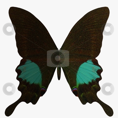 To use this stock image in your creative project, please select the size you need over to the right and click the "Add to Cart" button.
Your downloaded image will come with the Cutcaster watermark removed so don’t worry about the watermark you see on this page. Butterfly stock photo, 3D Render of an Butterfly by Andreas Meyer