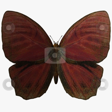 To use this stock image in your creative project, please select the size you need over to the right and click the "Add to Cart" button.
Your downloaded image will come with the Cutcaster watermark removed so don’t worry about the watermark you see on this page. Butterfly stock photo, 3D Render of an Butterfly by Andreas Meyer