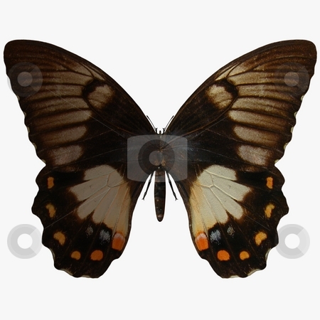 To use this stock image in your creative project, please select the size you need over to the right and click the "Add to Cart" button.
Your downloaded image will come with the Cutcaster watermark removed so don’t worry about the watermark you see on this page. Butterfly stock photo, 3D Render of an Butterfly by Andreas Meyer
