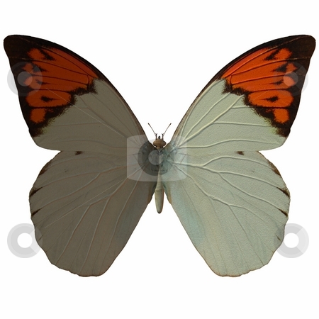 To use this stock image in your creative project, please select the size you need over to the right and click the "Add to Cart" button.
Your downloaded image will come with the Cutcaster watermark removed so don’t worry about the watermark you see on this page. Butterfly stock photo, 3D Render of an Butterfly by Andreas Meyer