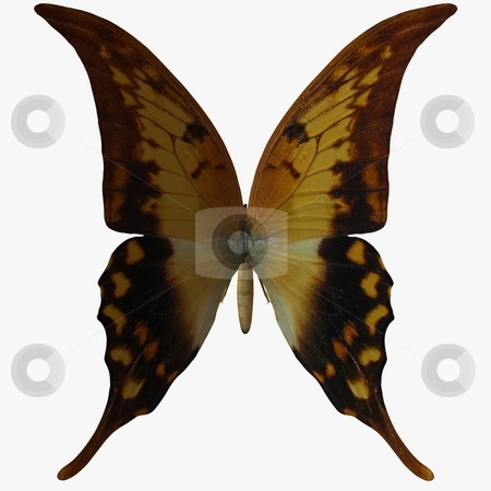 To use this stock image in your creative project, please select the size you need over to the right and click the "Add to Cart" button.
Your downloaded image will come with the Cutcaster watermark removed so don’t worry about the watermark you see on this page. Butterfly stock photo, 3D Render of an Butterfly by Andreas Meyer