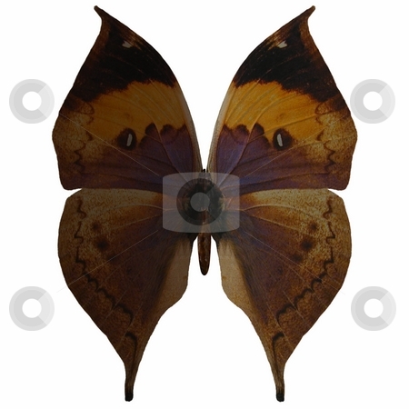 To use this stock image in your creative project, please select the size you need over to the right and click the "Add to Cart" button.
Your downloaded image will come with the Cutcaster watermark removed so don’t worry about the watermark you see on this page. Butterfly stock photo, 3D Render of an Butterfly by Andreas Meyer