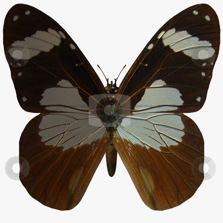 To use this stock image in your creative project, please select the size you need over to the right and click the "Add to Cart" button.
Your downloaded image will come with the Cutcaster watermark removed so don’t worry about the watermark you see on this page. Butterfly stock photo, 3D Render of an Butterfly by Andreas Meyer