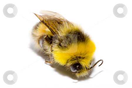 To use this stock image in your creative project, please select the size you need over to the right and click the "Add to Cart" button.
Your downloaded image will come with the Cutcaster watermark removed so don’t worry about the watermark you see on this page. Bumblebee stock photo, Detail of a bumblebee (bombus) on the white background by Petr Koudelka
