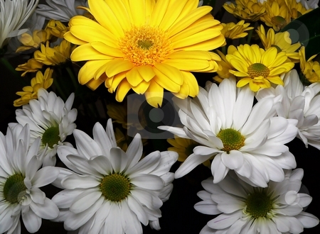 To use this stock image in your creative project, please select the size you need over to the right and click the "Add to Cart" button.
Your downloaded image will come with the Cutcaster watermark removed so don’t worry about the watermark you see on this page. Floral stock photo, by Perry Correll