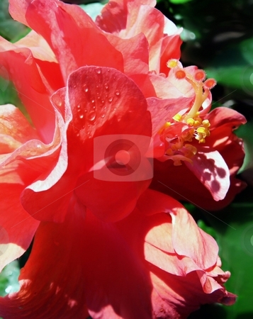 To use this stock image in your creative project, please select the size you need over to the right and click the "Add to Cart" button.
Your downloaded image will come with the Cutcaster watermark removed so don’t worry about the watermark you see on this page. Floral stock photo, by Perry Correll