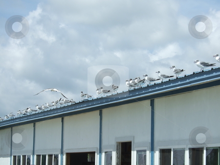 To use this stock image in your creative project, please select the size you need over to the right and click the "Add to Cart" button.
Your downloaded image will come with the Cutcaster watermark removed so don’t worry about the watermark you see on this page. The Birds stock photo, A flock of seagulls sitting on a roof by Kim Williams