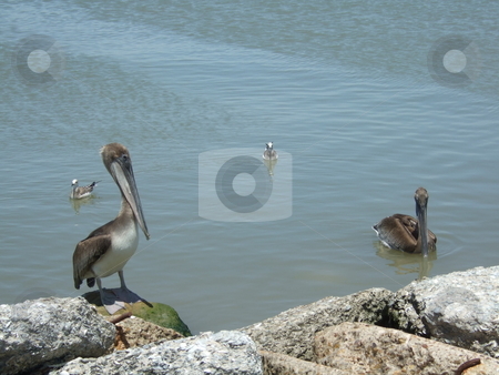 To use this stock image in your creative project, please select the size you need over to the right and click the "Add to Cart" button.
Your downloaded image will come with the Cutcaster watermark removed so don’t worry about the watermark you see on this page. Two pelicans stock photo, Two brown pelicans getting curious about what those people are doing by Kim Williams
