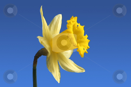 To use this stock image in your creative project, please select the size you need over to the right and click the "Add to Cart" button.
Your downloaded image will come with the Cutcaster watermark removed so don’t worry about the watermark you see on this page. Daffodil stock photo, An English daffodil flower. by Stephen Rees