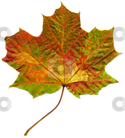 To use this stock image in your creative project, please select the size you need over to the right and click the "Add to Cart" button.
Your downloaded image will come with the Cutcaster watermark removed so don’t worry about the watermark you see on this page. Isolated fall maple leaf. stock photo, Isolated fall maple leaf. by Stephen Rees