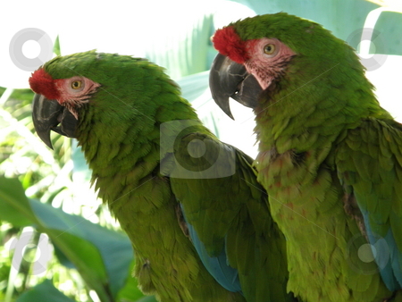 To use this stock image in your creative project, please select the size you need over to the right and click the "Add to Cart" button.
Your downloaded image will come with the Cutcaster watermark removed so don’t worry about the watermark you see on this page. Parrot stock photo, Colorful Parrot by Ritu Jethani
