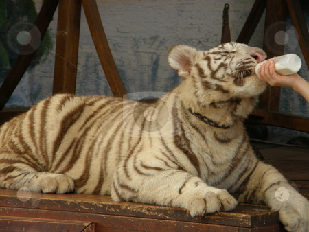 To use this stock image in your creative project, please select the size you need over to the right and click the "Add to Cart" button.
Your downloaded image will come with the Cutcaster watermark removed so don’t worry about the watermark you see on this page. Baby Tiger stock photo, by Ritu Jethani