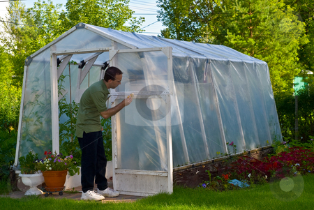 To use this stock image in your creative project, please select the size you need over to the right and click the "Add to Cart" button.
Your downloaded image will come with the Cutcaster watermark removed so don’t worry about the watermark you see on this page. Man Painting Greenhouse stock photo, A young male painting a personal greenhouse white by Richard Nelson