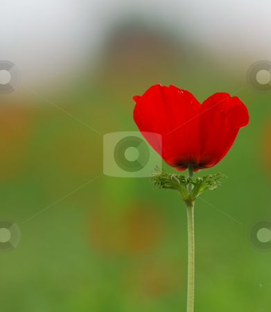 To use this stock image in your creative project, please select the size you need over to the right and click the "Add to Cart" button.
Your downloaded image will come with the Cutcaster watermark removed so don’t worry about the watermark you see on this page. Anemone coronaria stock photo, Blossom of the Anemone by Gady Cojocaru