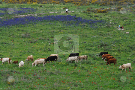 To use this stock image in your creative project, please select the size you need over to the right and click the "Add to Cart" button.
Your downloaded image will come with the Cutcaster watermark removed so don’t worry about the watermark you see on this page. Grazing cows stock photo, Grazing cows by Gady Cojocaru