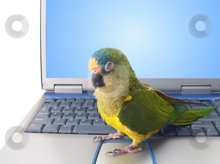 To use this stock image in your creative project, please select the size you need over to the right and click the "Add to Cart" button.
Your downloaded image will come with the Cutcaster watermark removed so don’t worry about the watermark you see on this page. Parrot with laptop stock photo, Pet conure parrot sitting on laptop by Perry Correll