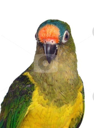 To use this stock image in your creative project, please select the size you need over to the right and click the "Add to Cart" button.
Your downloaded image will come with the Cutcaster watermark removed so don’t worry about the watermark you see on this page. Peachfront Conure stock photo, Isolated portrait of peachfront conure by Perry Correll