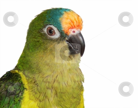 To use this stock image in your creative project, please select the size you need over to the right and click the "Add to Cart" button.
Your downloaded image will come with the Cutcaster watermark removed so don’t worry about the watermark you see on this page. Peachfront Conure stock photo, Isolated portrait of peachfront conure by Perry Correll