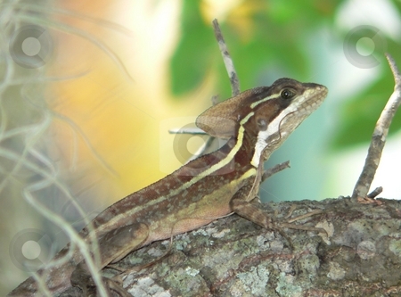 To use this stock image in your creative project, please select the size you need over to the right and click the "Add to Cart" button.
Your downloaded image will come with the Cutcaster watermark removed so don’t worry about the watermark you see on this page. Brown Basilisk stock photo, Brown Basilisk lizard on a tree trunk by Perry Correll