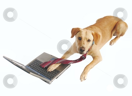 To use this stock image in your creative project, please select the size you need over to the right and click the "Add to Cart" button.
Your downloaded image will come with the Cutcaster watermark removed so don’t worry about the watermark you see on this page. Dog with tie and laptop stock photo, Yellow labrador retriever wearing a tie and sitting at laptop by Perry Correll