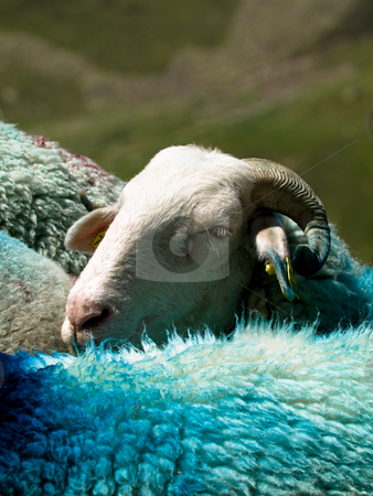 To use this stock image in your creative project, please select the size you need over to the right and click the "Add to Cart" button.
Your downloaded image will come with the Cutcaster watermark removed so don’t worry about the watermark you see on this page. Sheep in mountain stock photo, Sheep in French Pyrenees mountains with dyed wool by Laurent Dambies