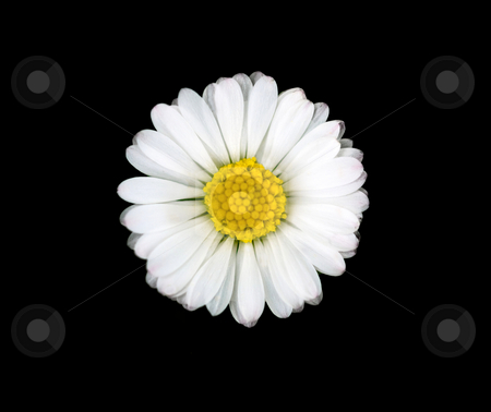 To use this stock image in your creative project, please select the size you need over to the right and click the "Add to Cart" button.
Your downloaded image will come with the Cutcaster watermark removed so don’t worry about the watermark you see on this page. Beautiful daisy flower stock photo, Macro of a beautiful daisy flower isolated on black by Laurent Dambies