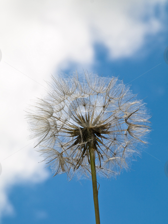 To use this stock image in your creative project, please select the size you need over to the right and click the "Add to Cart" button.
Your downloaded image will come with the Cutcaster watermark removed so don’t worry about the watermark you see on this page. Dandelion stock photo, Dandelion under blue sky at spring by Laurent Dambies