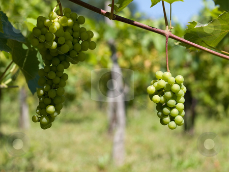 To use this stock image in your creative project, please select the size you need over to the right and click the "Add to Cart" button.
Your downloaded image will come with the Cutcaster watermark removed so don’t worry about the watermark you see on this page. Vineyard grapes in France stock photo, Close up picture of wine grapes in France by Laurent Dambies