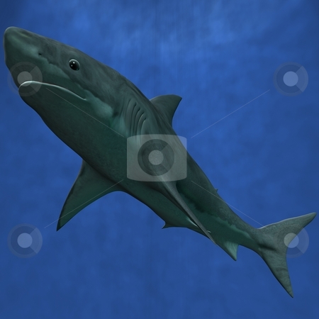 To use this stock image in your creative project, please select the size you need over to the right and click the "Add to Cart" button.
Your downloaded image will come with the Cutcaster watermark removed so don’t worry about the watermark you see on this page. Great White Shark stock photo, 3D Render of an Great White Shark by Andreas Meyer