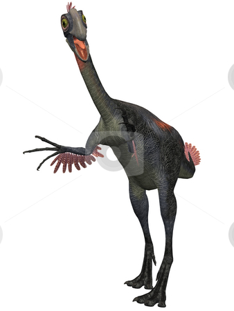 To use this stock image in your creative project, please select the size you need over to the right and click the "Add to Cart" button.
Your downloaded image will come with the Cutcaster watermark removed so don’t worry about the watermark you see on this page. Gigantoraptor erlianensis-3D Dinosaur stock photo, 3D Render of an Gigantoraptor erlianensis-3D Dinosaur by Andreas Meyer