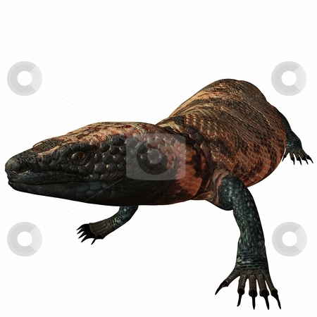 To use this stock image in your creative project, please select the size you need over to the right and click the "Add to Cart" button.
Your downloaded image will come with the Cutcaster watermark removed so don’t worry about the watermark you see on this page. GilaMonster-Heloderma suspectum stock photo, 3D Render of an GilaMonster-Heloderma suspectum by Andreas Meyer