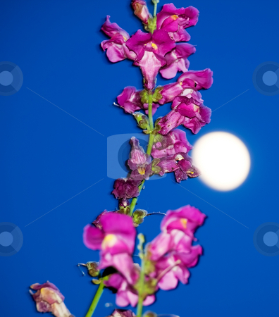 To use this stock image in your creative project, please select the size you need over to the right and click the "Add to Cart" button.
Your downloaded image will come with the Cutcaster watermark removed so don’t worry about the watermark you see on this page. Under the moonlight stock photo, by Sinisa Botas