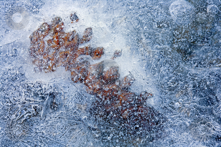 To use this stock image in your creative project, please select the size you need over to the right and click the "Add to Cart" button.
Your downloaded image will come with the Cutcaster watermark removed so don’t worry about the watermark you see on this page. What lies Beneath stock photo, A pine cone trapped beneath the ice along the Tieton River by Mike Dawson