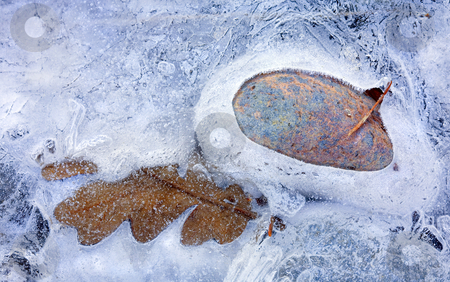 To use this stock image in your creative project, please select the size you need over to the right and click the "Add to Cart" button.
Your downloaded image will come with the Cutcaster watermark removed so don’t worry about the watermark you see on this page. Autumn Frozen stock photo, An Autumn leaf frozen into place alongside a colorful stone in the Tieton River by Mike Dawson