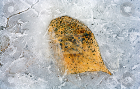 To use this stock image in your creative project, please select the size you need over to the right and click the "Add to Cart" button.
Your downloaded image will come with the Cutcaster watermark removed so don’t worry about the watermark you see on this page. Frozen in Time stock photo, A cottonwood leaf caught in the ice created by the flooding Yakima River. Trapped in time, caught between seasons by Mike Dawson