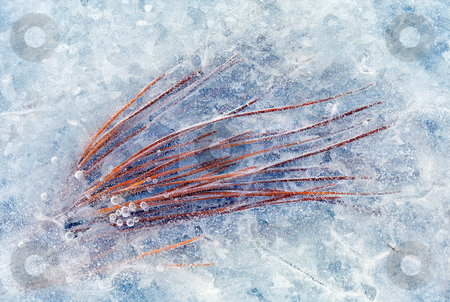 To use this stock image in your creative project, please select the size you need over to the right and click the "Add to Cart" button.
Your downloaded image will come with the Cutcaster watermark removed so don’t worry about the watermark you see on this page. Trapped in Winter stock photo, Pine needles frozen into the ice along the Yakima River by Mike Dawson