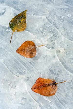 To use this stock image in your creative project, please select the size you need over to the right and click the "Add to Cart" button.
Your downloaded image will come with the Cutcaster watermark removed so don’t worry about the watermark you see on this page. Dare to be Different stock photo, A trio of cottonwood leaves frzone into the ice along the Yakima River. One always has to be different. by Mike Dawson