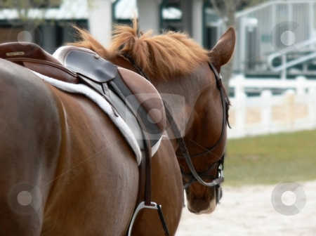 To use this stock image in your creative project, please select the size you need over to the right and click the "Add to Cart" button.
Your downloaded image will come with the Cutcaster watermark removed so don’t worry about the watermark you see on this page. The Horse stock photo, Horse photo by Perry Correll
